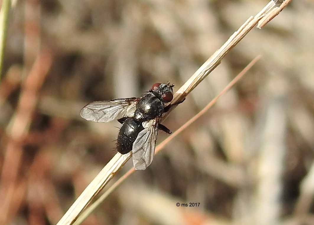 Tachinidae? No, Sarcophagidae: cfr. Nyctia halterata